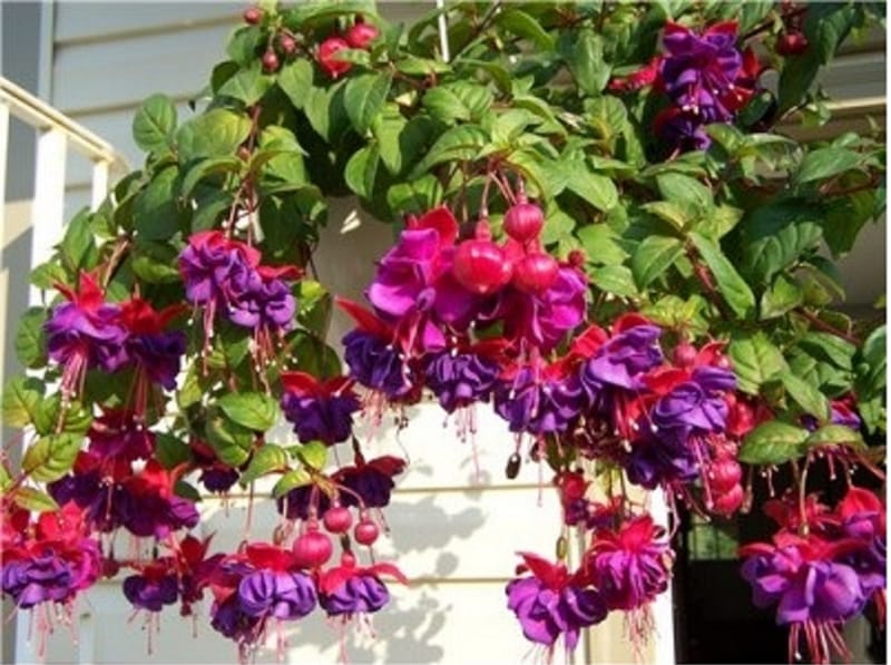 How to Overwinter your Fuchsia