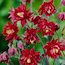 Aquilegia Vulgaris Ruby Port     $12