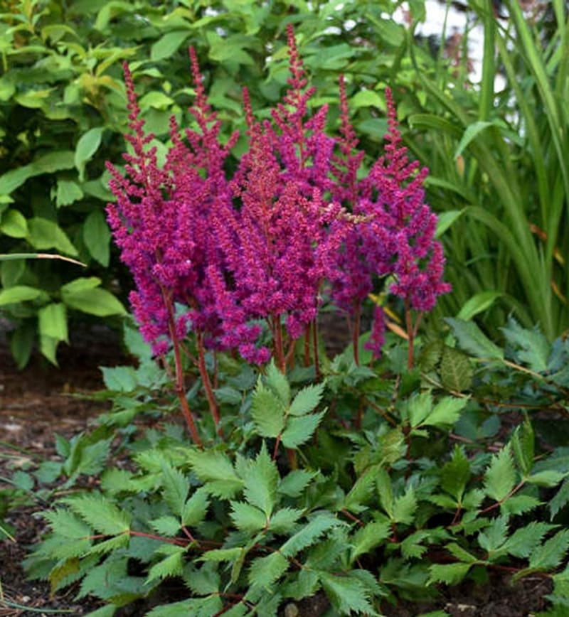 Chinese Astilbe Visions in Red   $12
