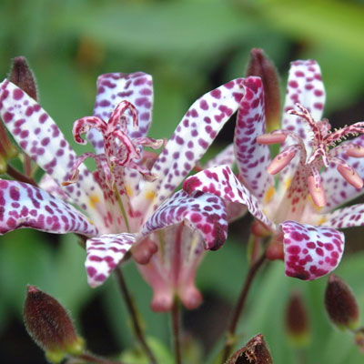 Tricyrtis Empress -Toad Lily    $