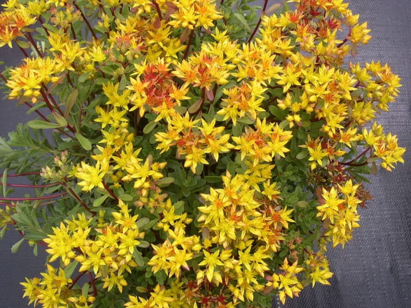 Sedum floriferum Weihenstephaner Gold   $