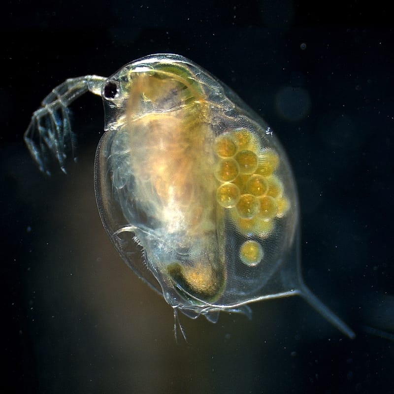 Daphnia Magna