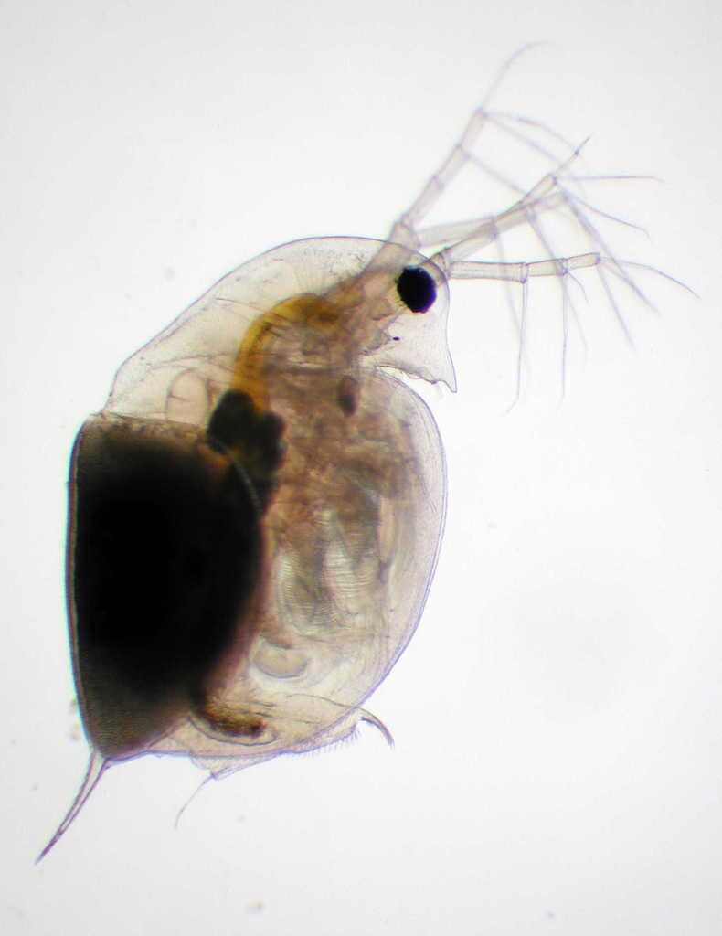 Daphnia (pulex)