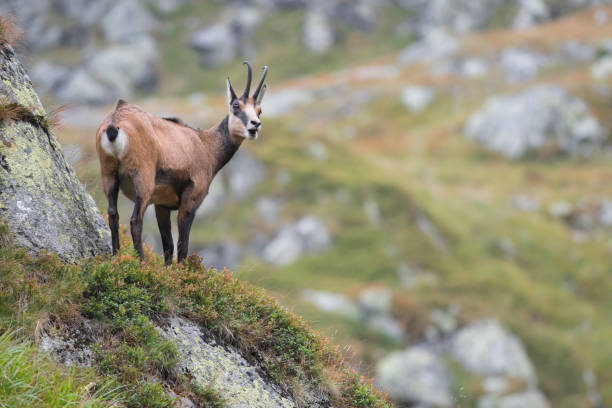 Observer la faune des Hautes-Pyrénées