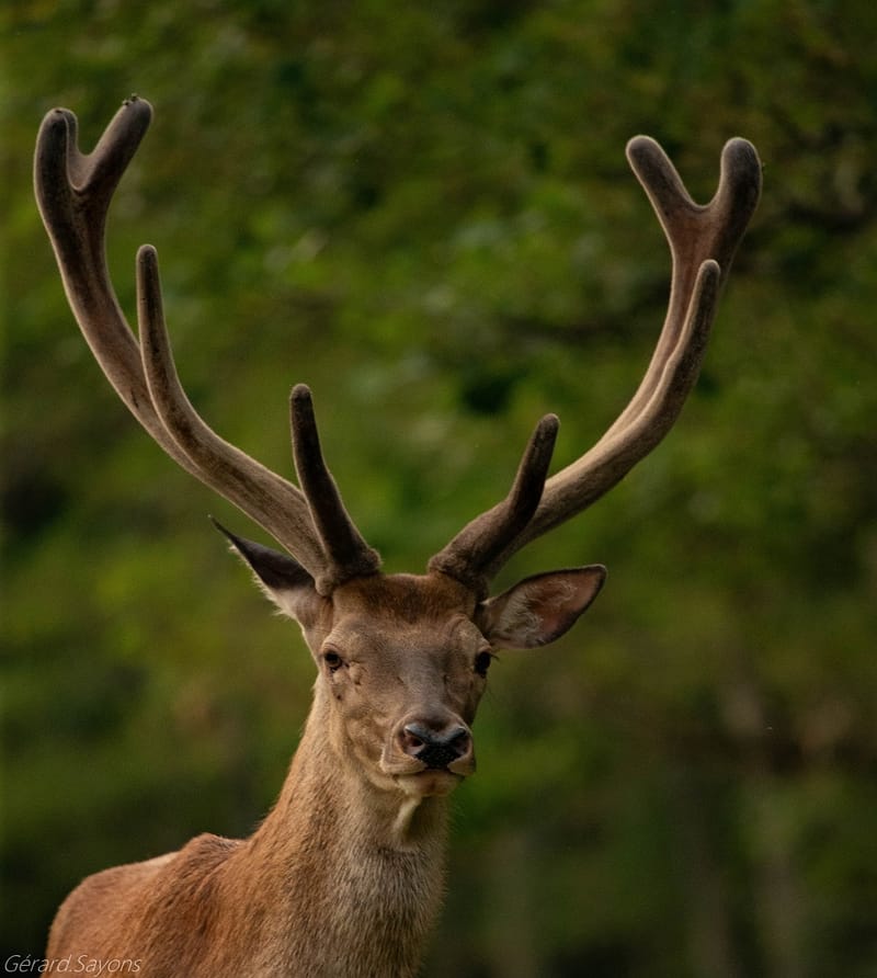 Observer la faune des Hautes-Pyrénées