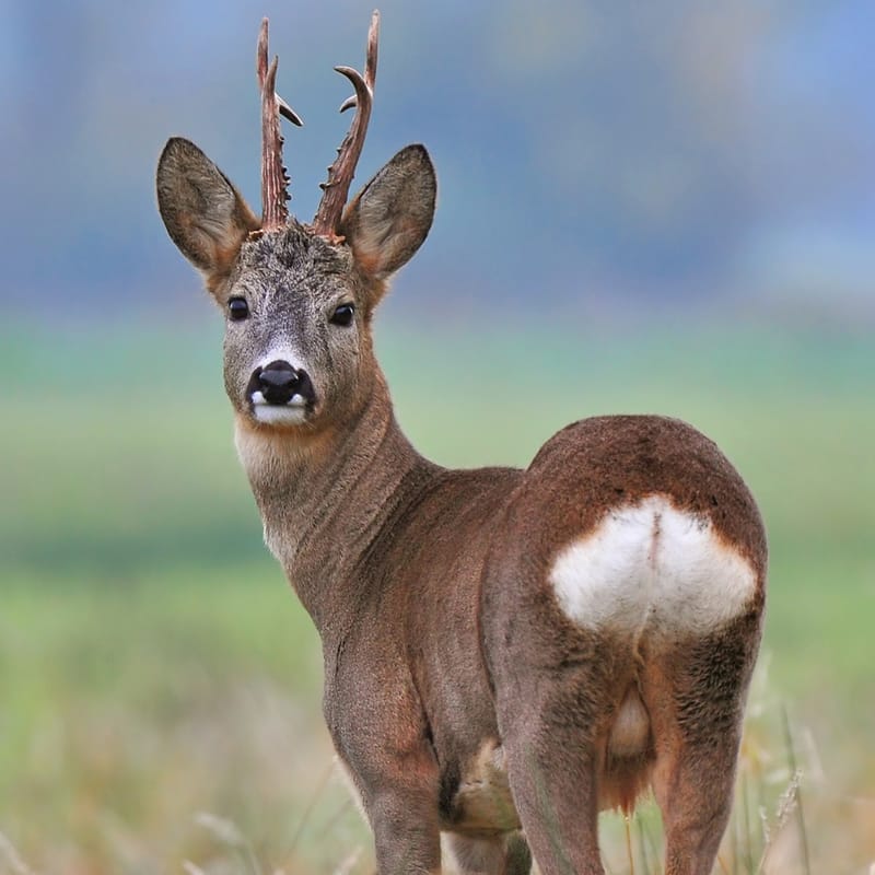 Observer la faune des Hautes-Pyrénées