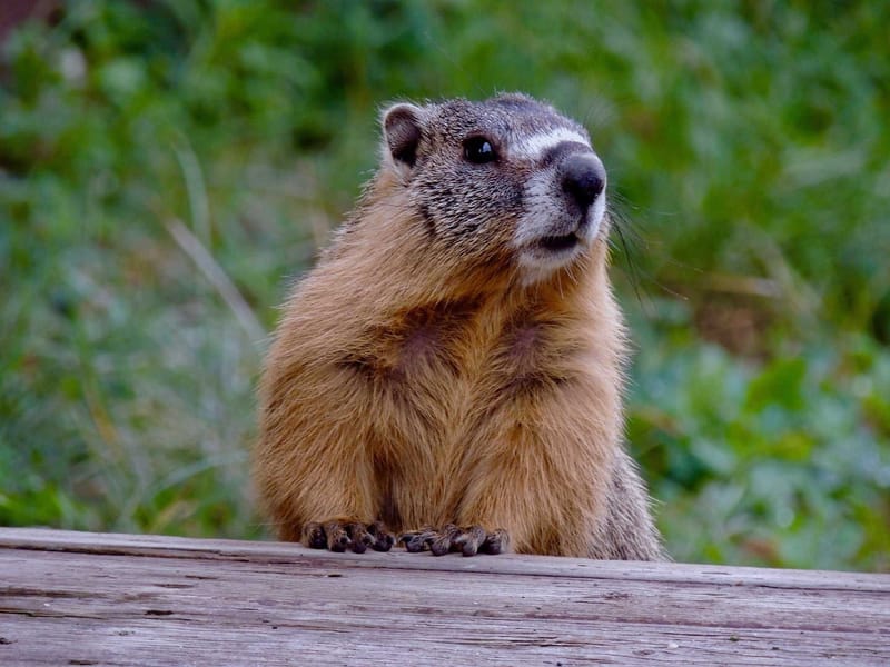 Observer la faune des Hautes-Pyrénées