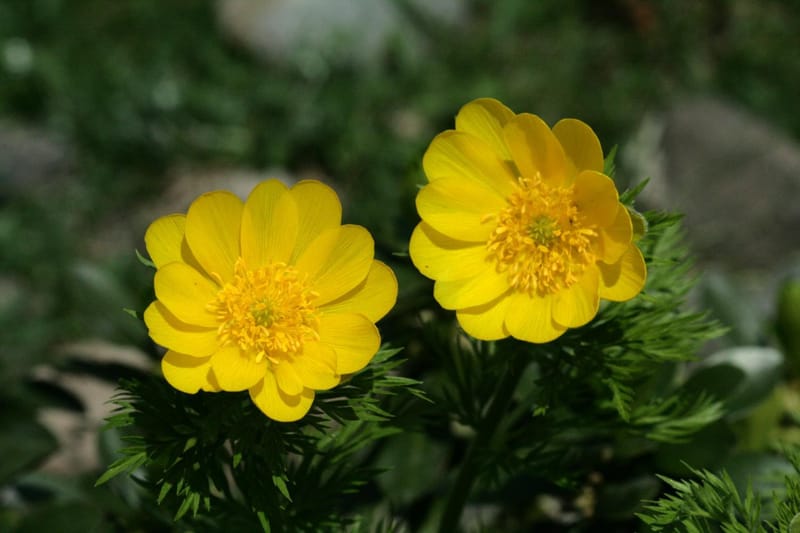Observer la diversité de la Flore des Hautes-Pyrénées