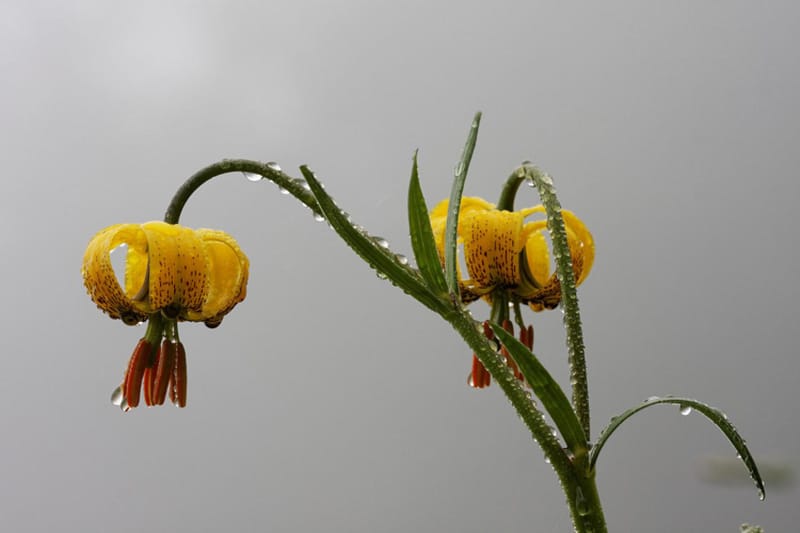 Observer la diversité de la Flore des Hautes-Pyrénées
