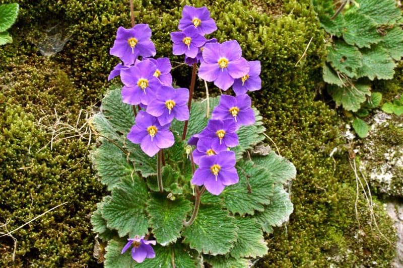 Observer la diversité de la Flore des Hautes-Pyrénées