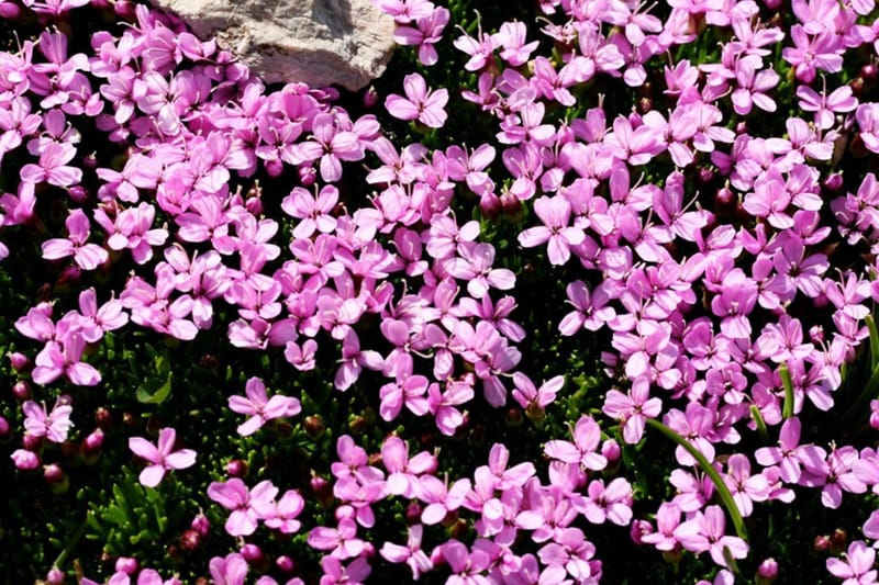 Observer la diversité de la Flore des Hautes-Pyrénées