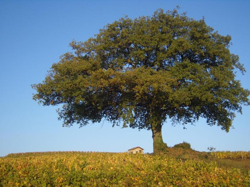 Observer la richesse des Forêts des Hautes-Pyrénées