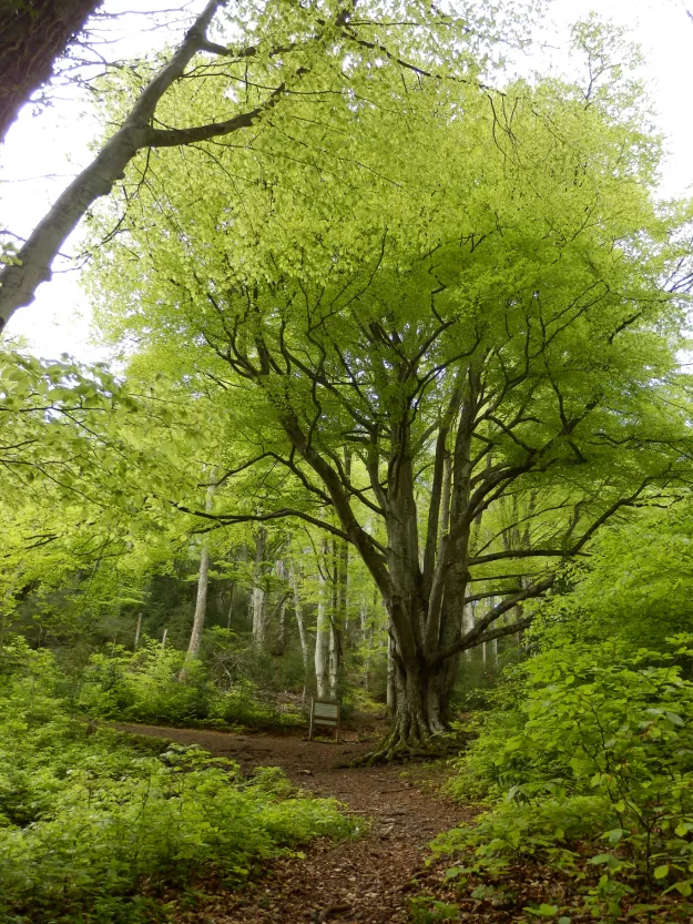 Observer la richesse des Forêts des Hautes-Pyrénées