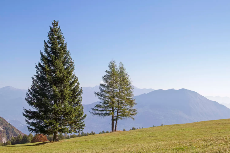 Observer la richesse des Forêts des Hautes-Pyrénées