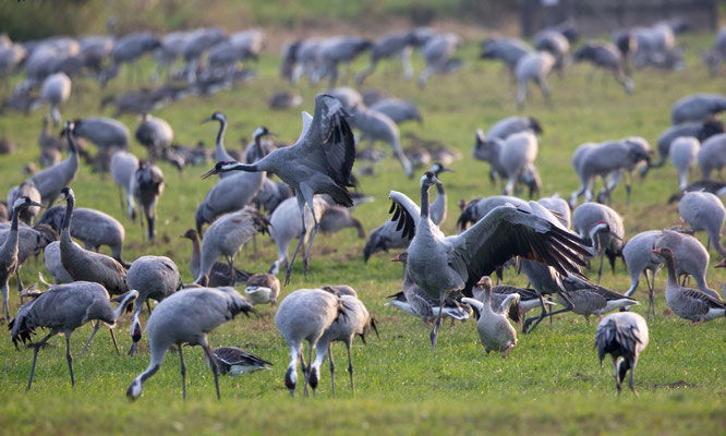 Observer la faune des Hautes-Pyrénées