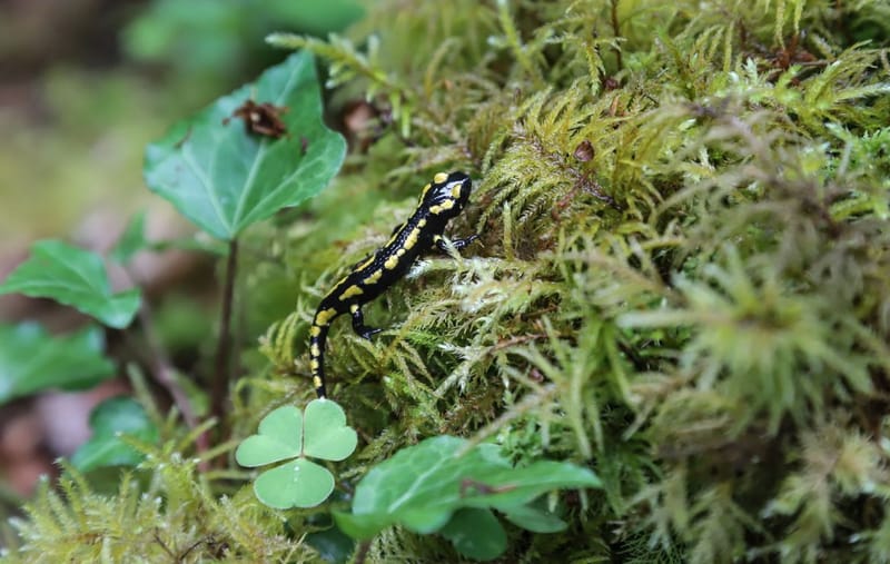 Observer la faune des Hautes-Pyrénées