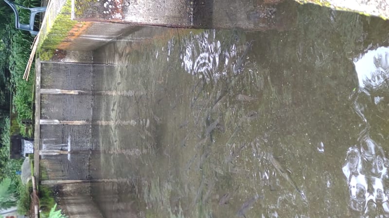 ニジマスセンターへフォトトリップ