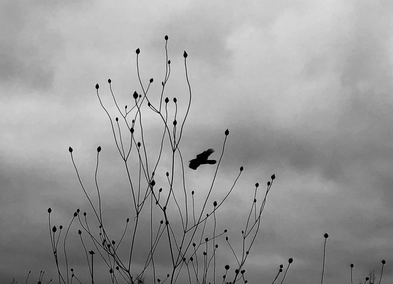  CHILDHOOD IN PANDEMIC YEARS by Diana Maria