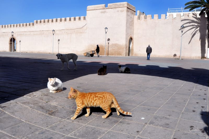 MAROC by Diana Maria