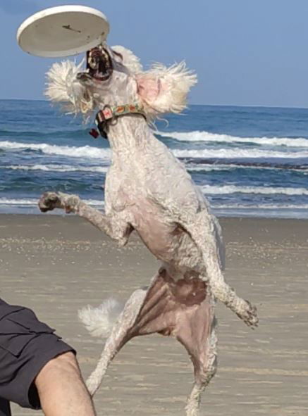 ספורט כלבני