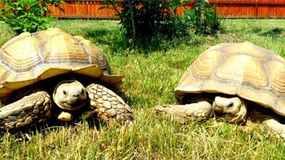 Kőröshegy - teknőspark