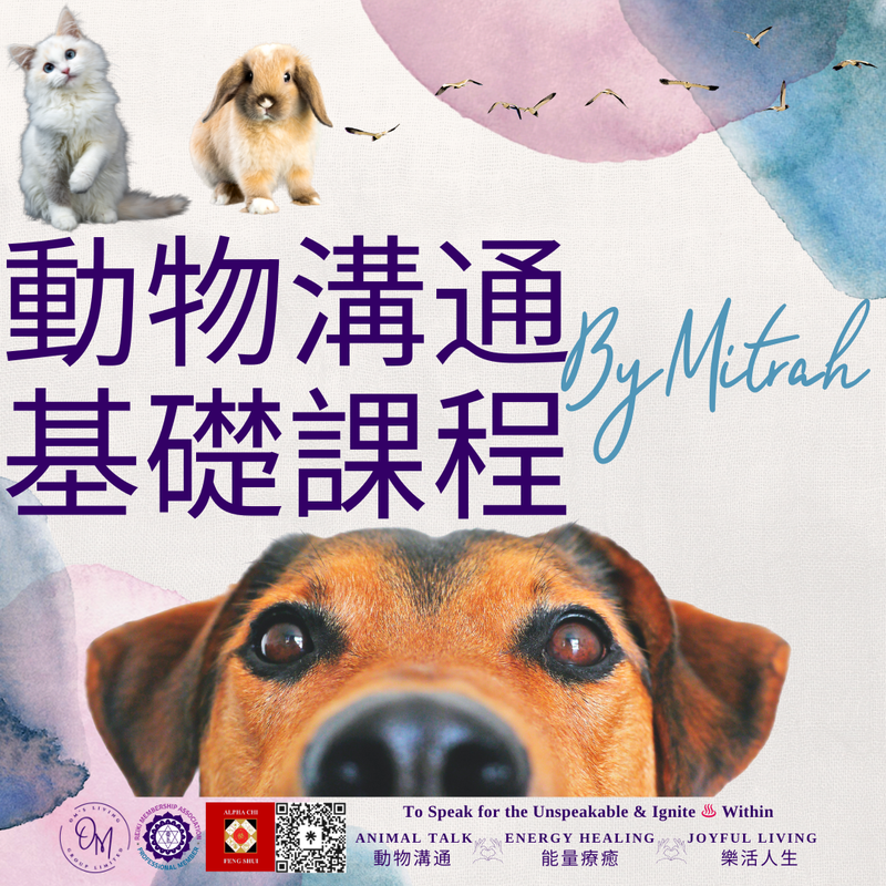 Animal Talk Foundation Workshop 動物溝通基礎工作坊