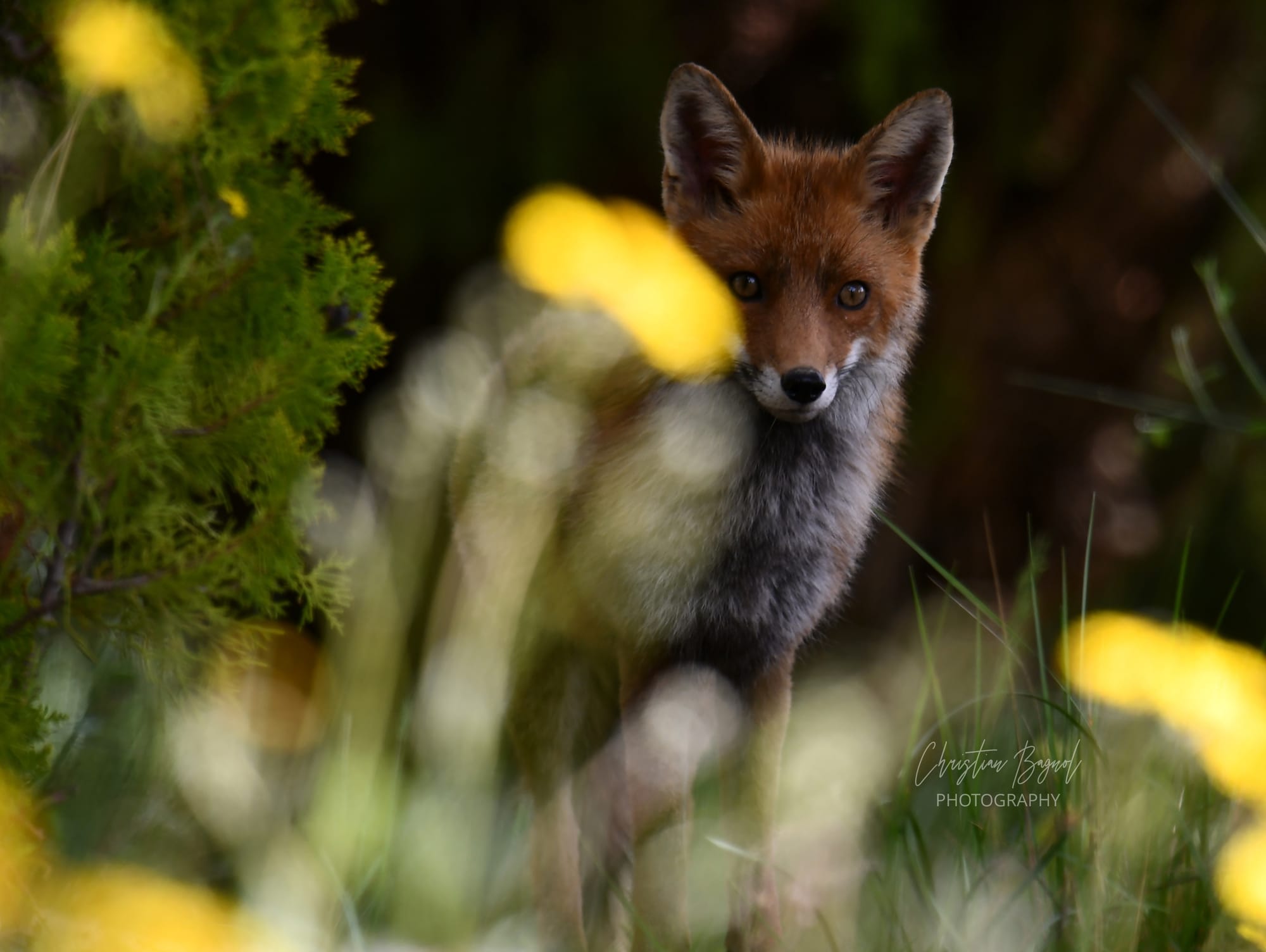 Renard roux