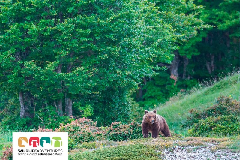 Bearwatching in Abruzzo