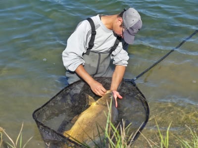 Le montage chod-rig, un killer sur tous substrats !