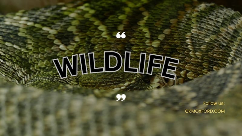 WILDLIFE