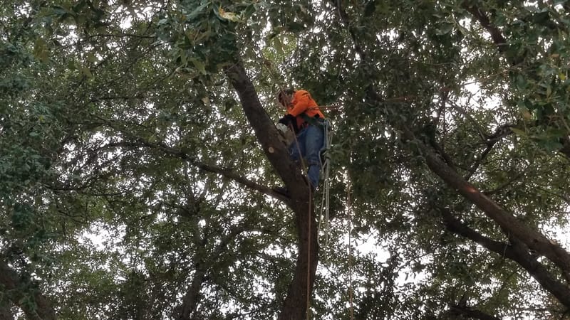 TREE TRIMMING