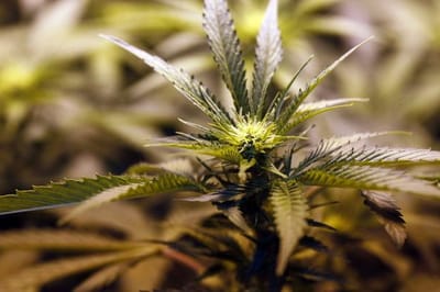 Benefits of Cannabis and Buying Guide: How to Choose a CBD Hemp Oil