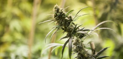 How to Make Use of Cannabis
