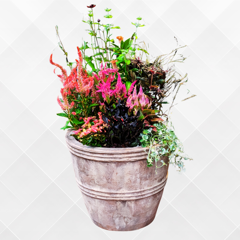 チョコシリンドルMサイズ　寄せ植え