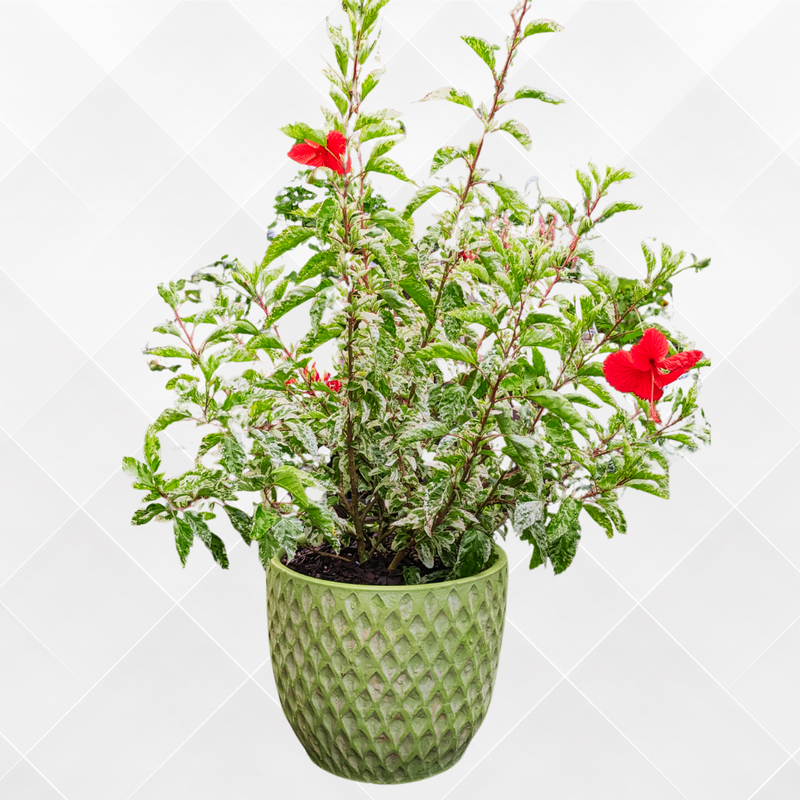 フェードグリーンＬサイズ　鉢植え