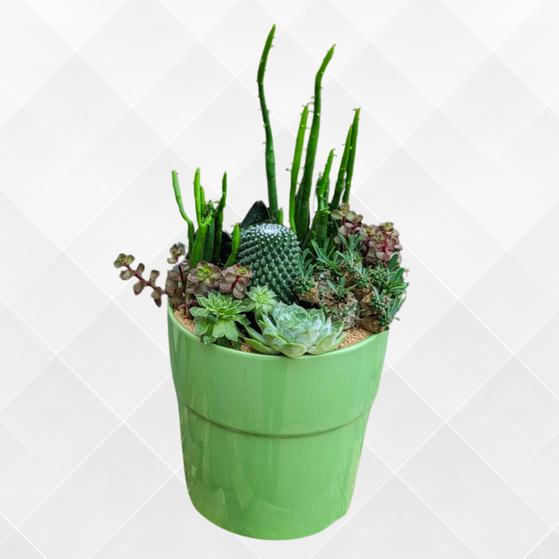J988グリーン　Ｌ　多肉植物
