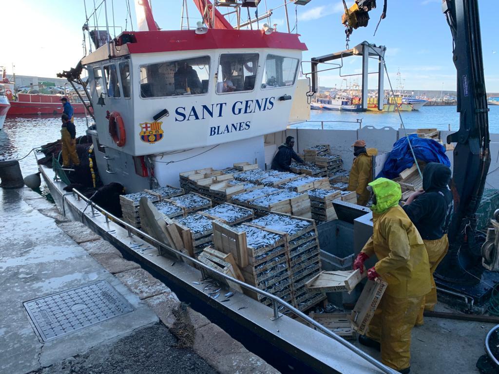 Descargando sardinas del Sant Genis