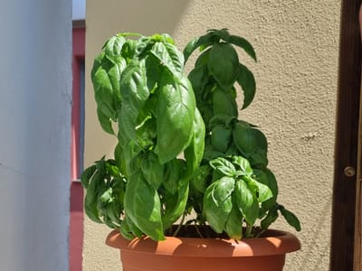 ERBE AROMATICHE: IL BASILICO