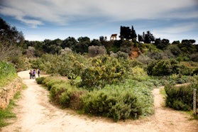 The botanical trail