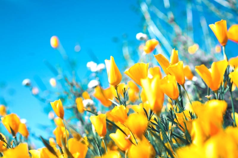 これからの目標をかかげる第一歩に！