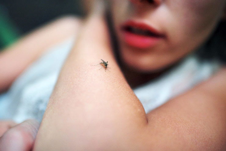 Trucos sencillos para eliminar las plagas más frecuentes en verano