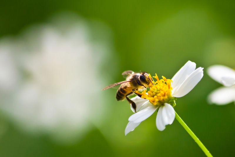 Las 5 plagas más comunes en primavera