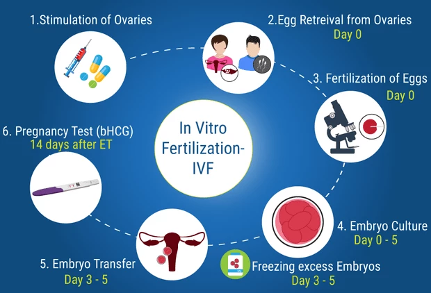 IVF Process