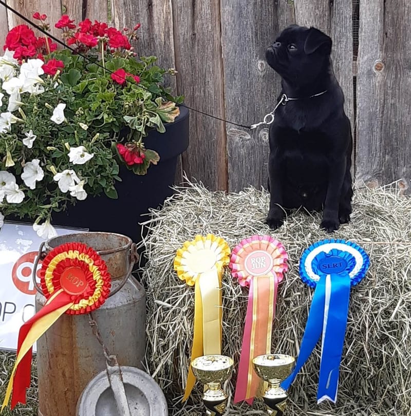 Just nu har vi inga valpar planerade.