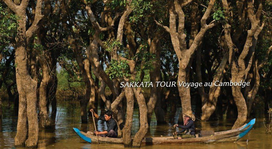 La forêt des mangroves sur le lac de Tonlé Sap