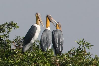 La réserve d'oiseaux Prek Toal