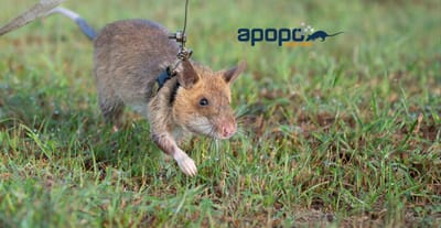 Musée des Mines anti personnelles