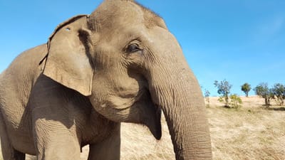 Kulen Eléphants Trekking