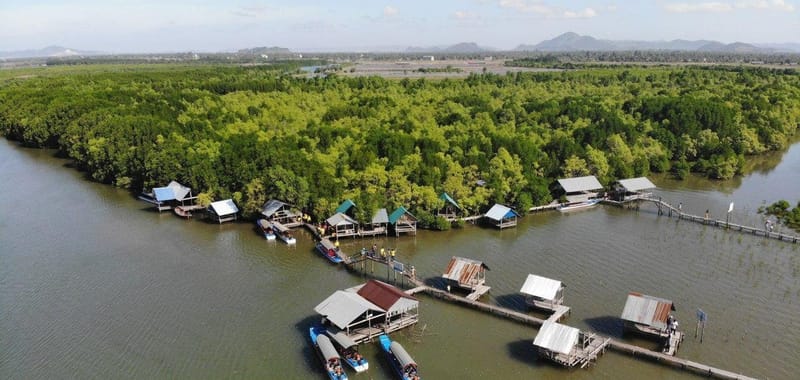 La forêt des mangroves Trapeang Sangkae