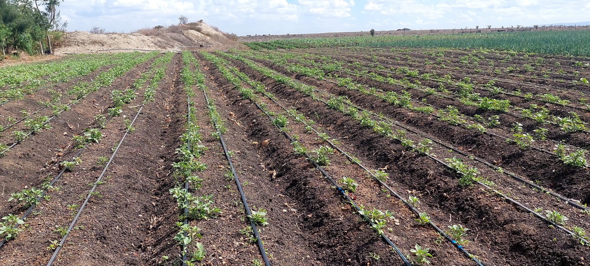 Green Isinya Onion and Tomato Farming